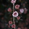 Little Devil™ Ninebark #5 - Image 2